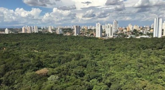 Debate propõe movimento para arborizar e deixar Cuiabá ainda mais verde