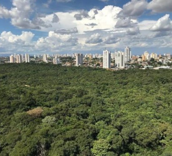 Debate propõe movimento para arborizar e deixar Cuiabá ainda mais verde