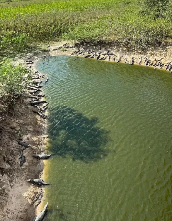 Turista flagra mais de 70 jacarés no Pantanal de MS