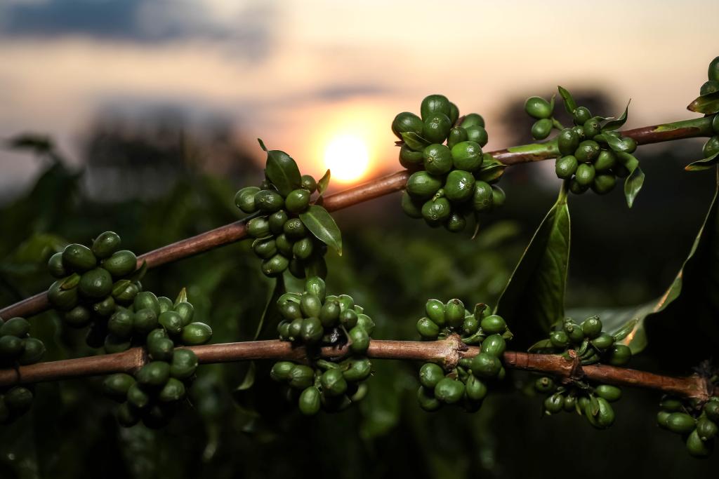 Pesquisa de MT aponta potencial de nanotecnologia no café verde como inovação nas indústrias cosmética e alimentícia