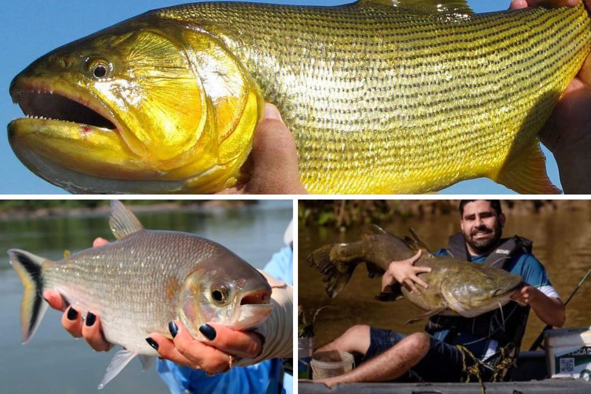 Atenção pescadores! Data para início da piracema em MT é definida