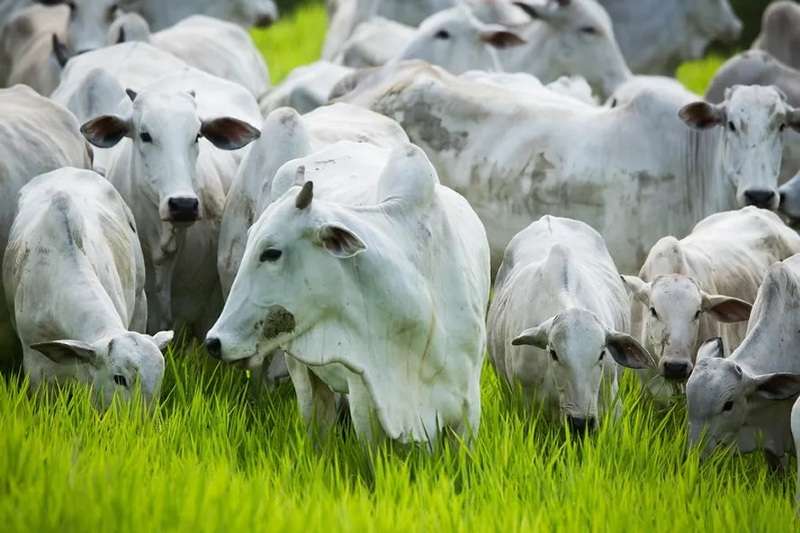 Abertura do mercado do Marrocos para carne bovina impulsiona exportações de Mato Grosso